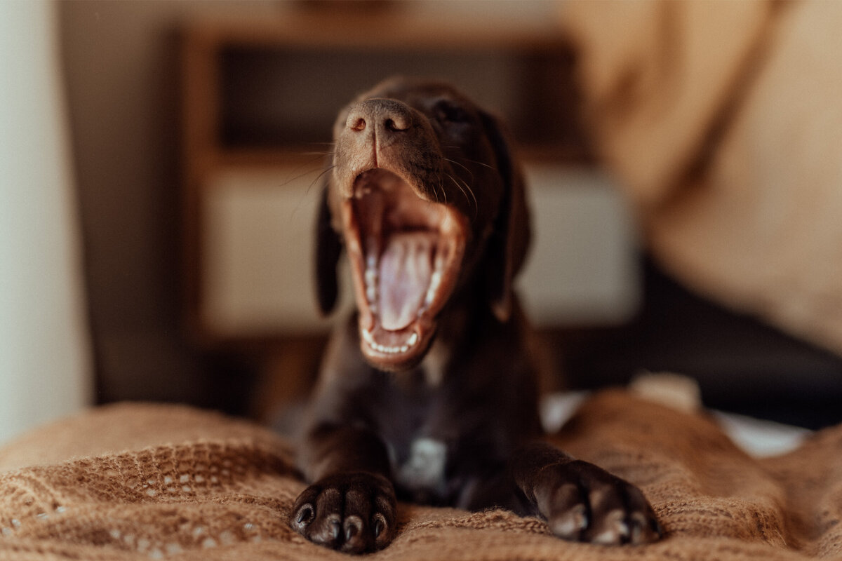the-lifestyle-phodographer-perth-family-pet-photographer-gotcha00012
