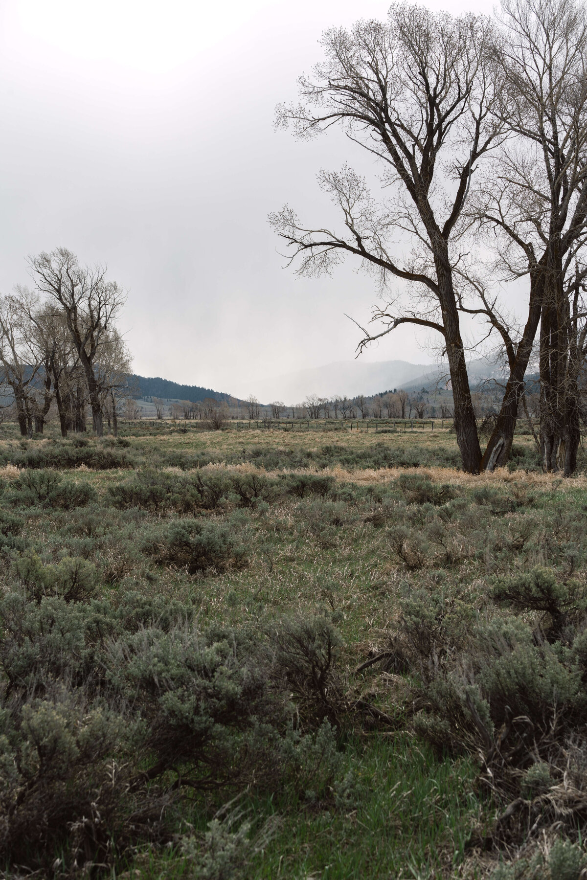 2022.Yellowstone.Roses.3.0-18