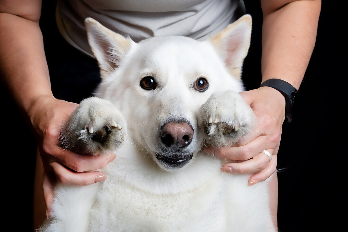New Orleans Pet Photographer 55