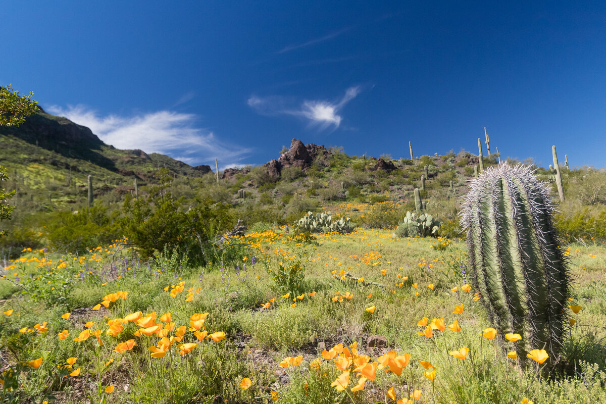 picacho_poppies_0982