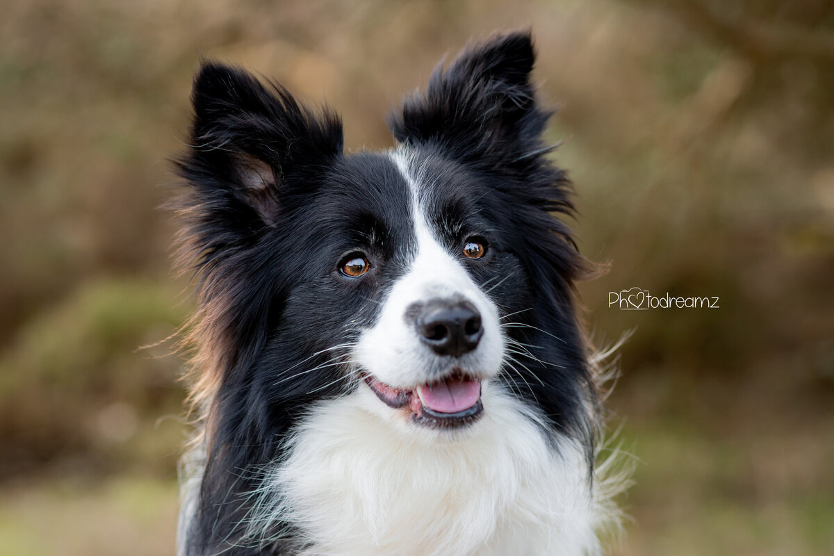 02-bordercollie-fotoshoot-limburg