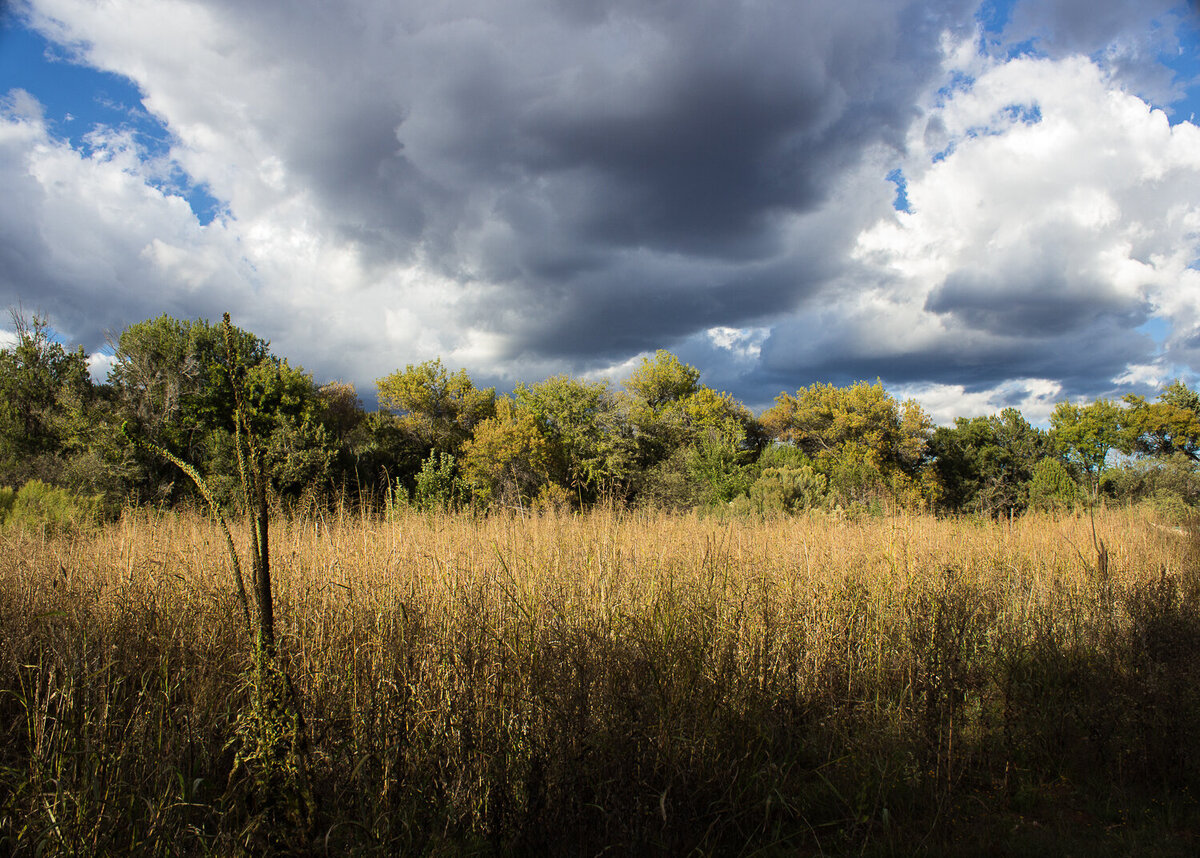 storm-clouds-grass-trees-sedona