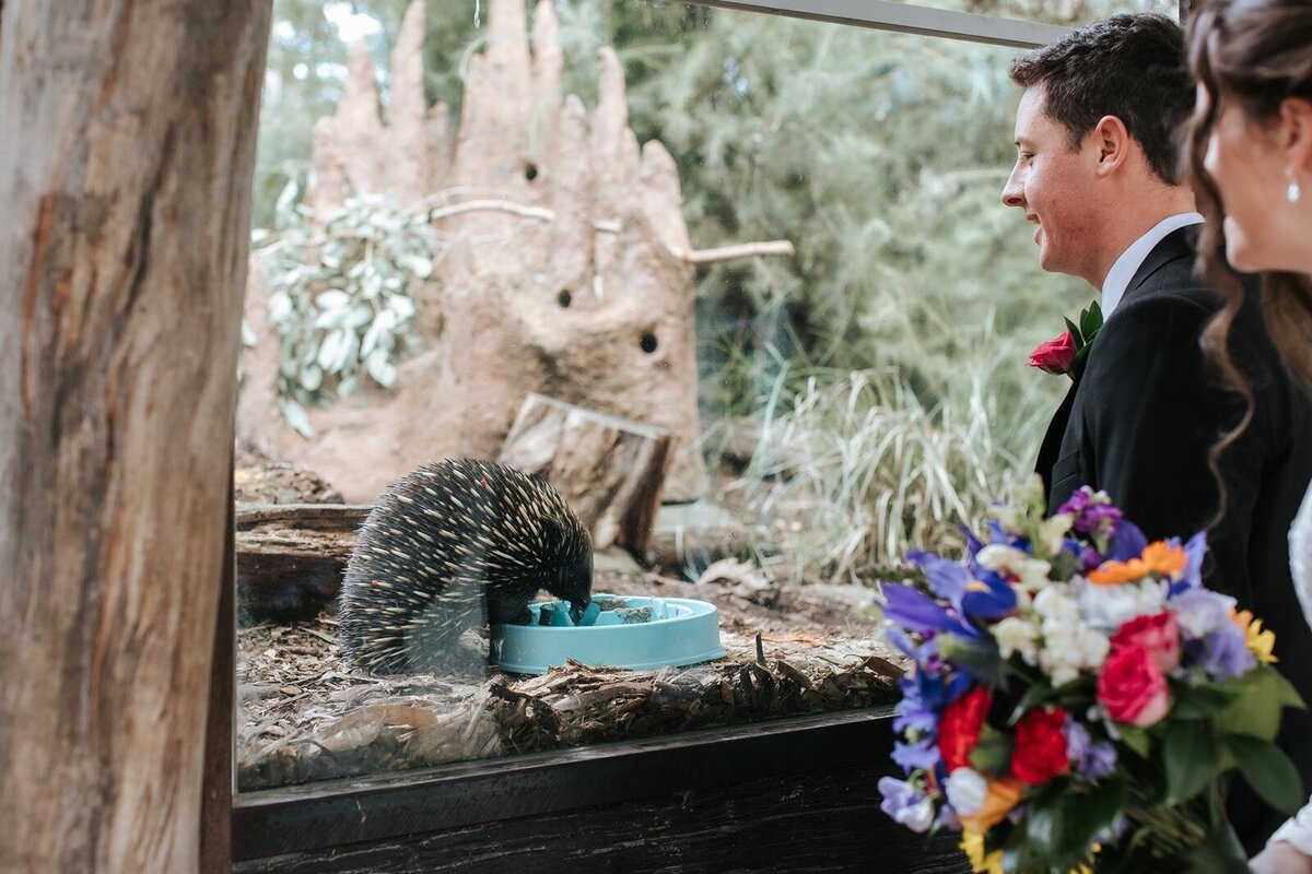Elope-micro-wedding-elopement-yarra-valley-Healesville-Sanctuary21