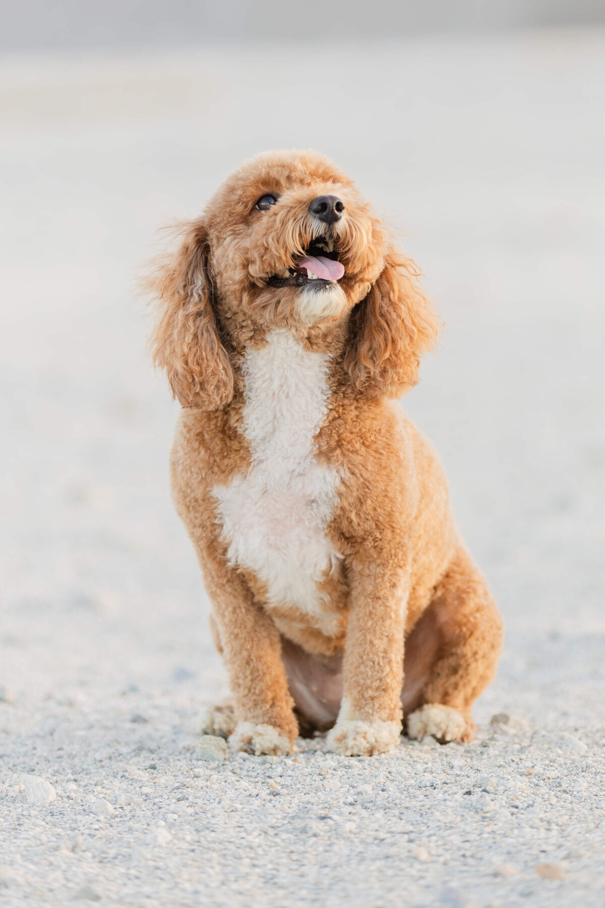 EricaMendenhallPhotography_Palm-Springs-Windmills-Wedding-dog