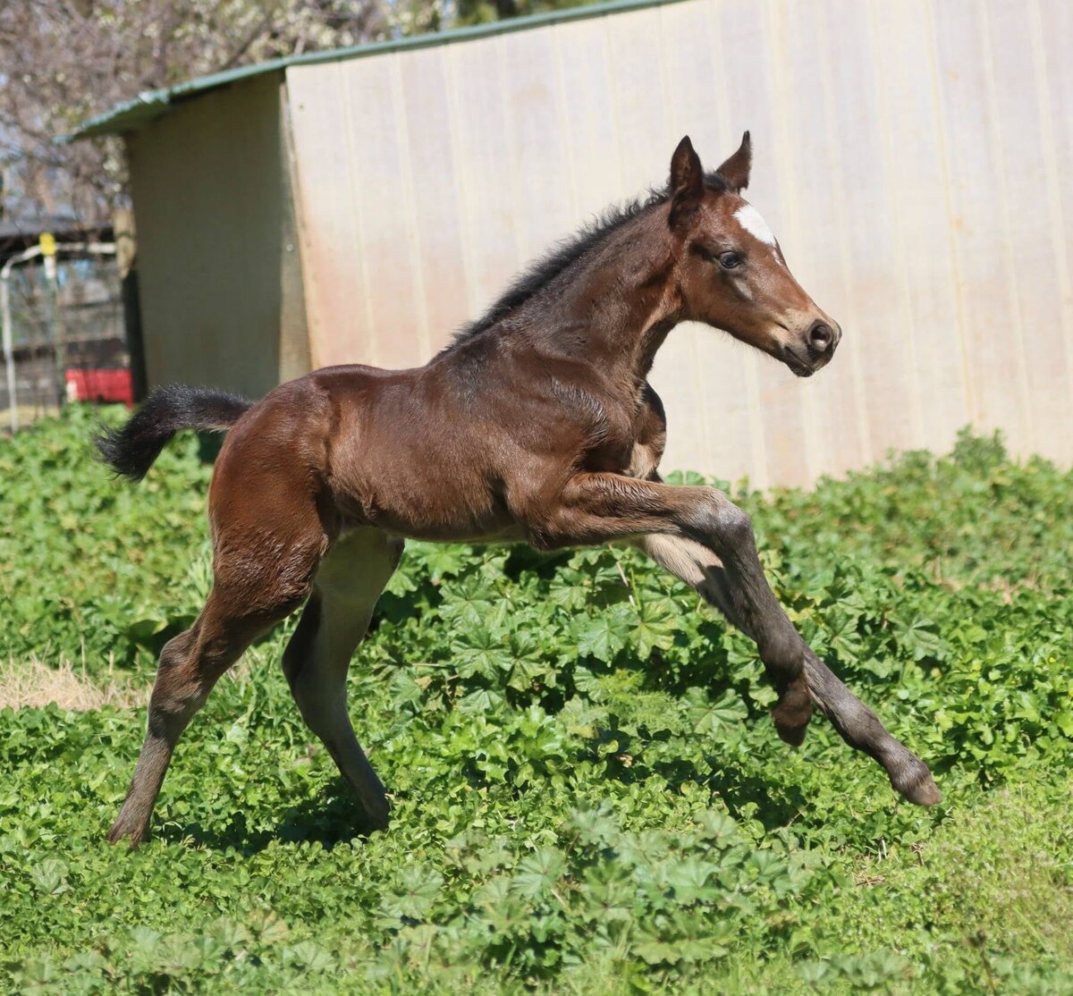 Connemara Sport Horse Filly