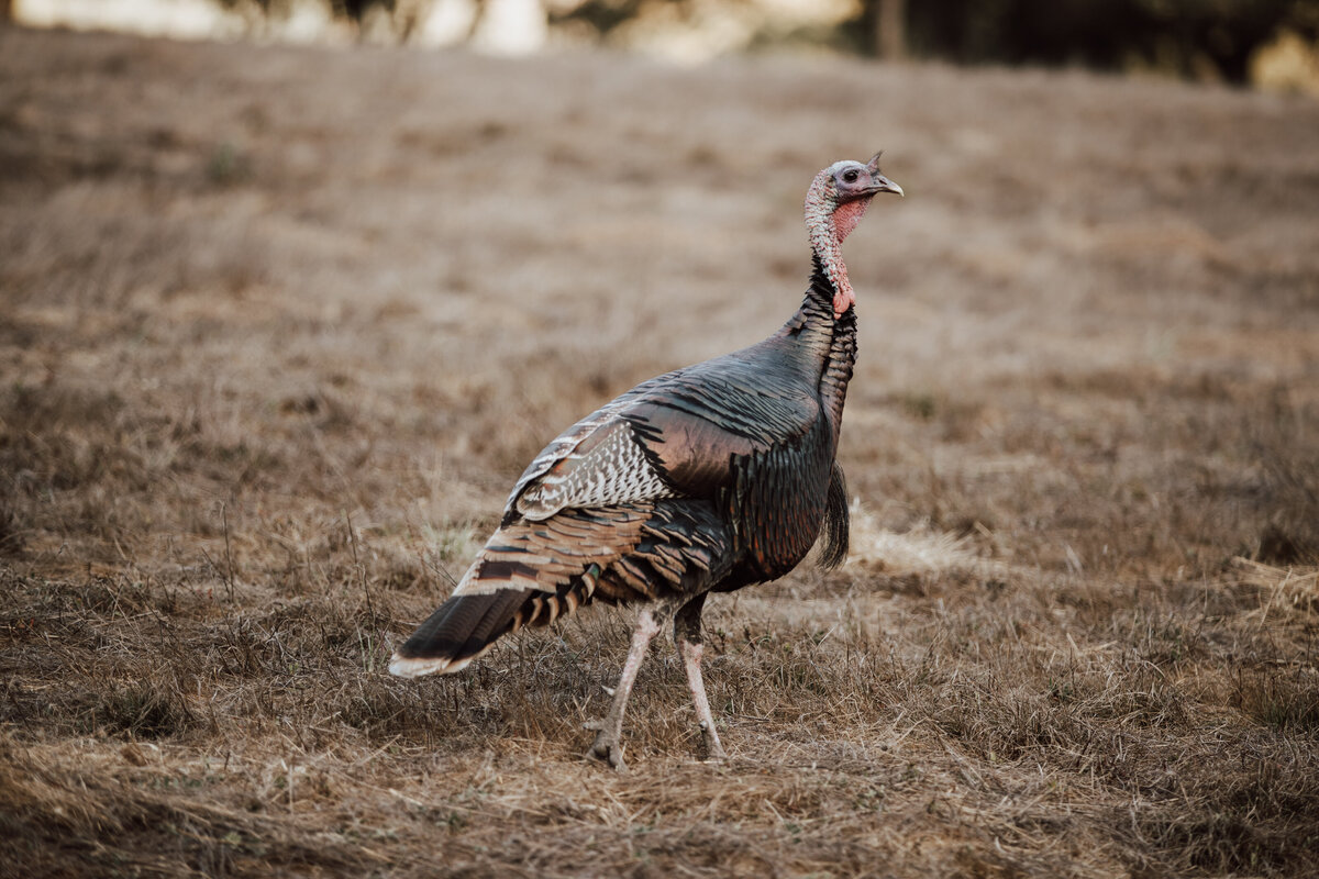 THEDELAURAS_BIGSUR_POSTRANCH_ELOPEMENT_CHLOE_TYLER_0197