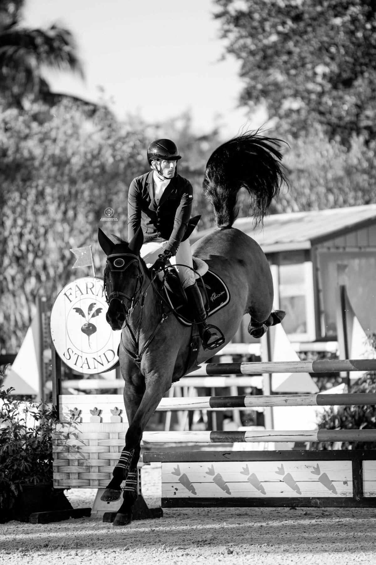 MICHIGAN SHOWJUMPING TEAM, SHOWJUMPING HORSES_US EQUESTRIAN TEAM (6)