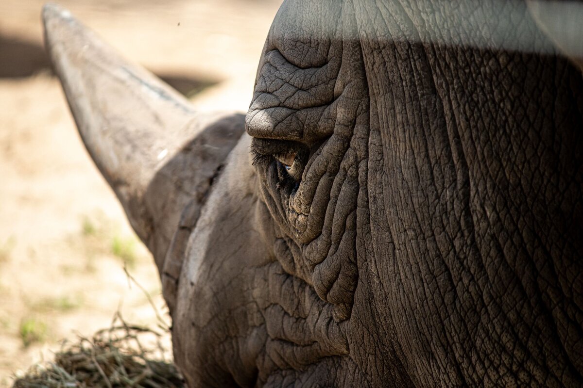 rhino-eye-83fdd0c0-2500