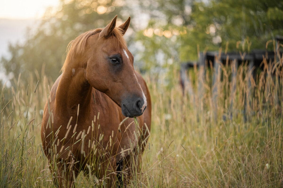 Horse Photographer Gatineau