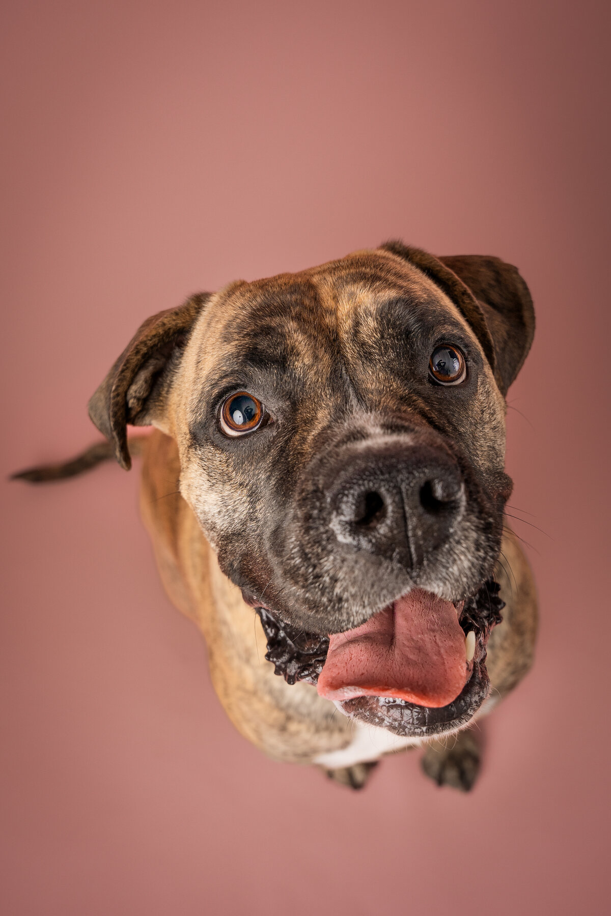 grey-bruce-owen-sound-photographer-pets-13