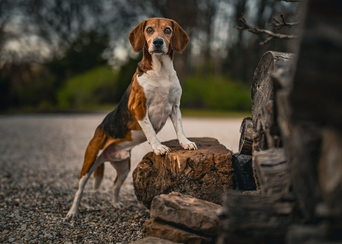 beagle dog portrait with his front paws up on a rock looking regal