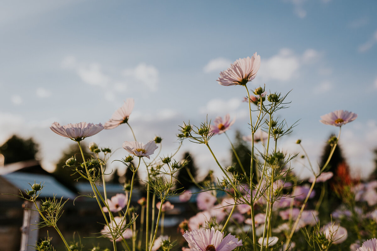 Light purple flowers stand tall against a bright blue sky.