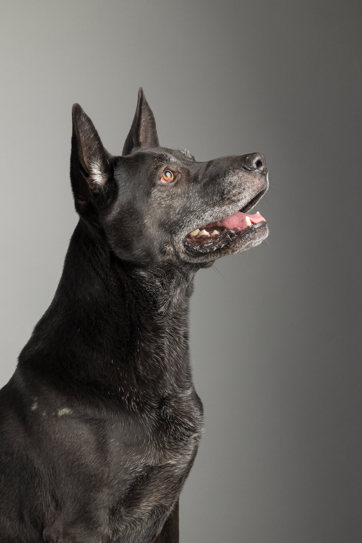 Pet photos studio Cleveland Ohio--14