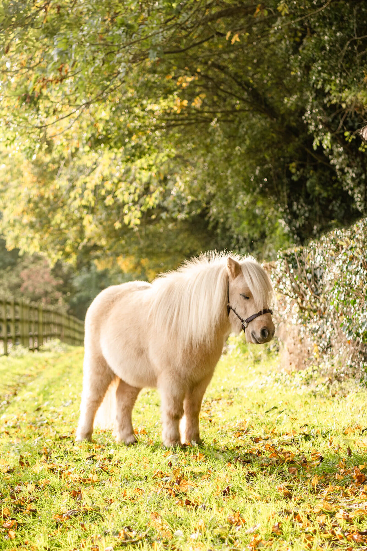 Chloe Bolam Photography Equine Photographer Buckinghamshire-13