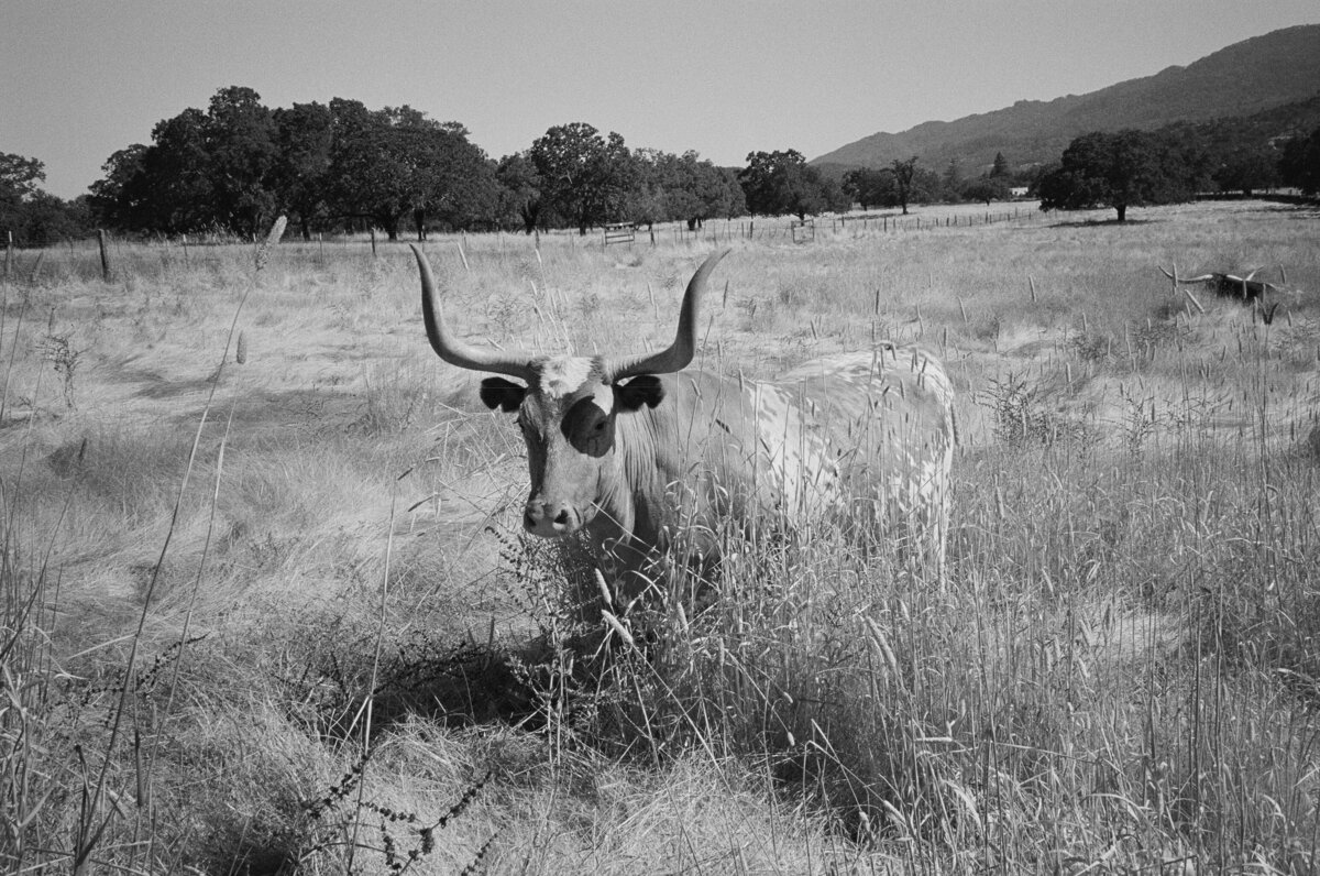 Z+S-Beltane-Ranch-Wedding-50