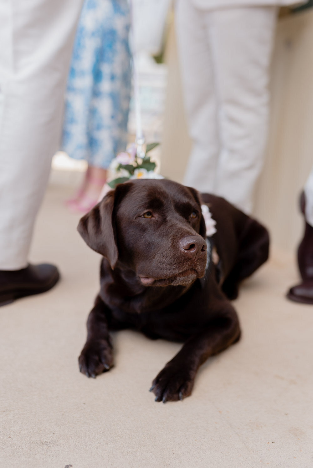 Bilgola Surf Club Wedding-11
