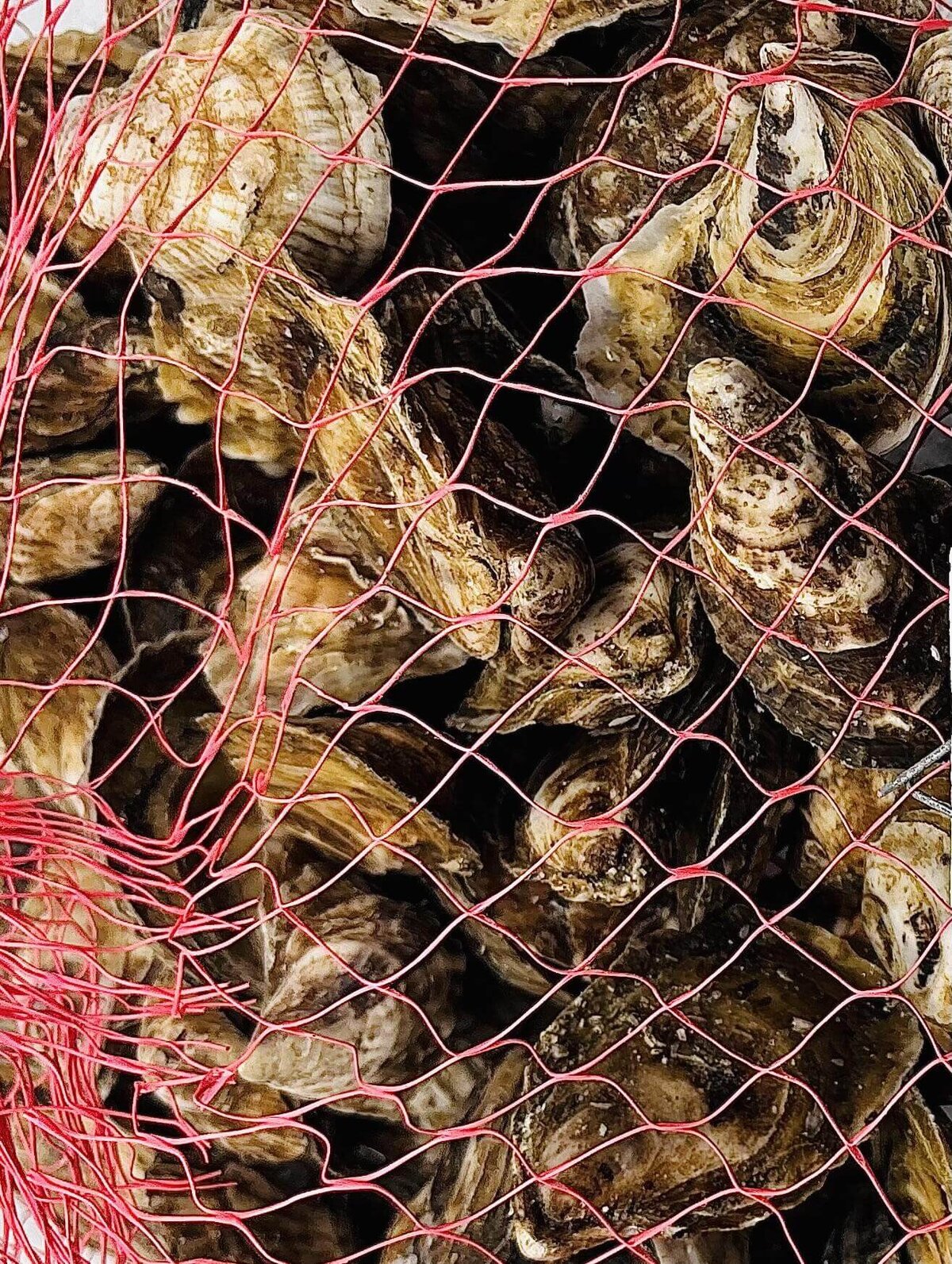 photo oyster in a bag