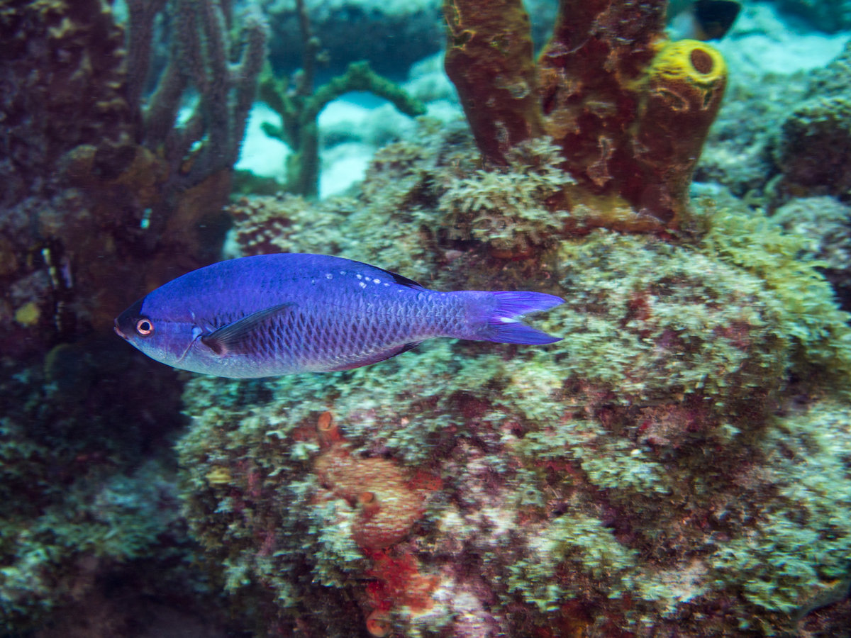 Barbados_2017_1156