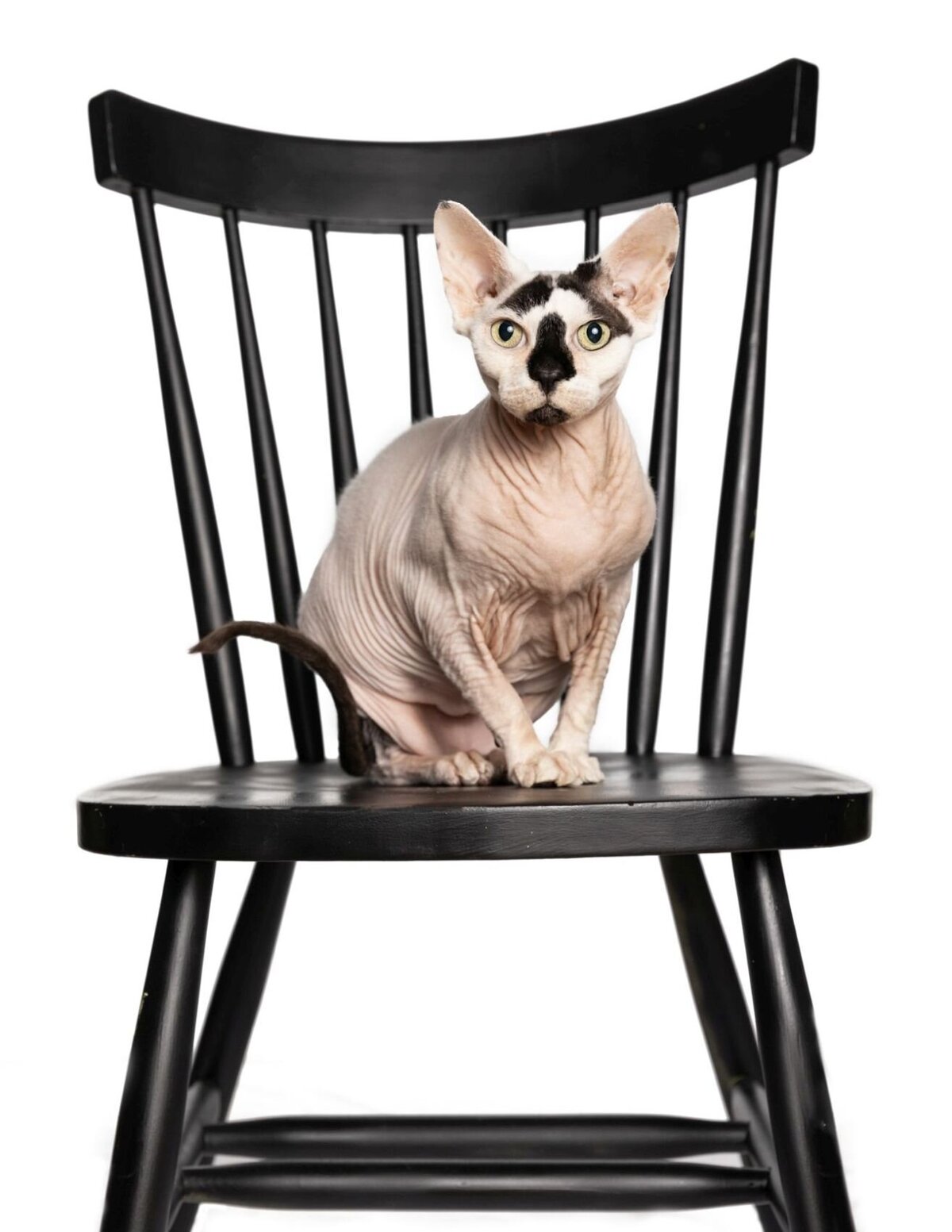 lilla-bordas-portraits-tampa-CAT-photographer1229