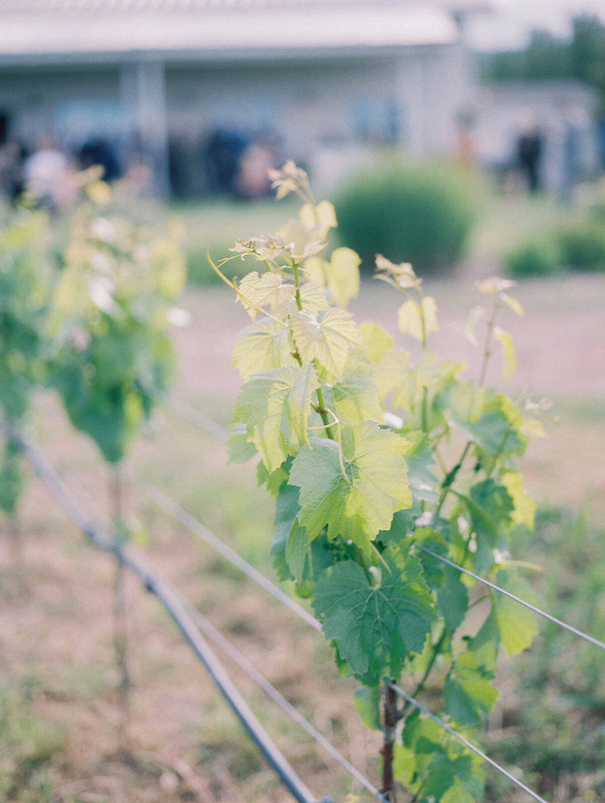Luxury-Wedding-The-Barn-at-Harrow-Cellars-Sonoma-CA173