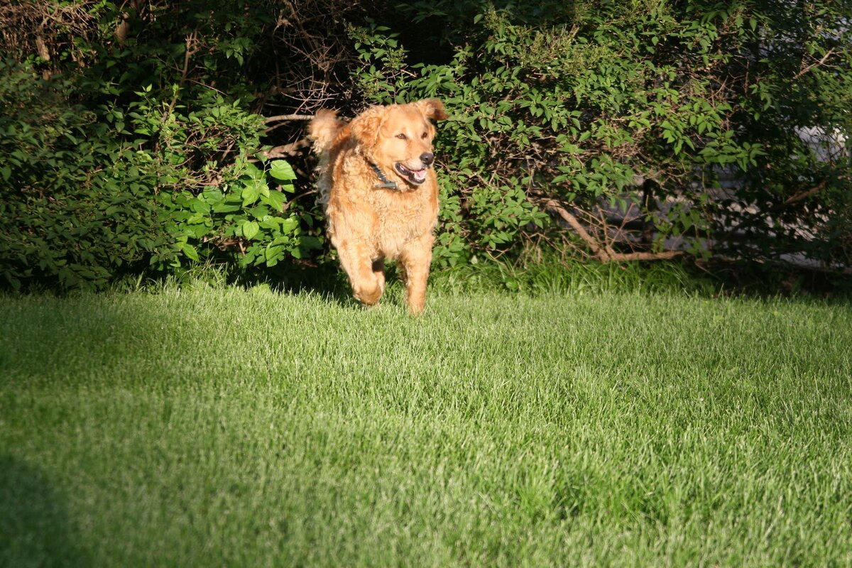Appelgate-Golden-Retriever-Puppies-Rose-11