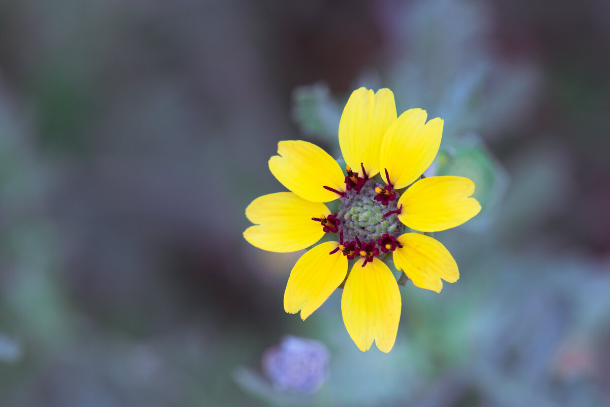 tickseed_7351