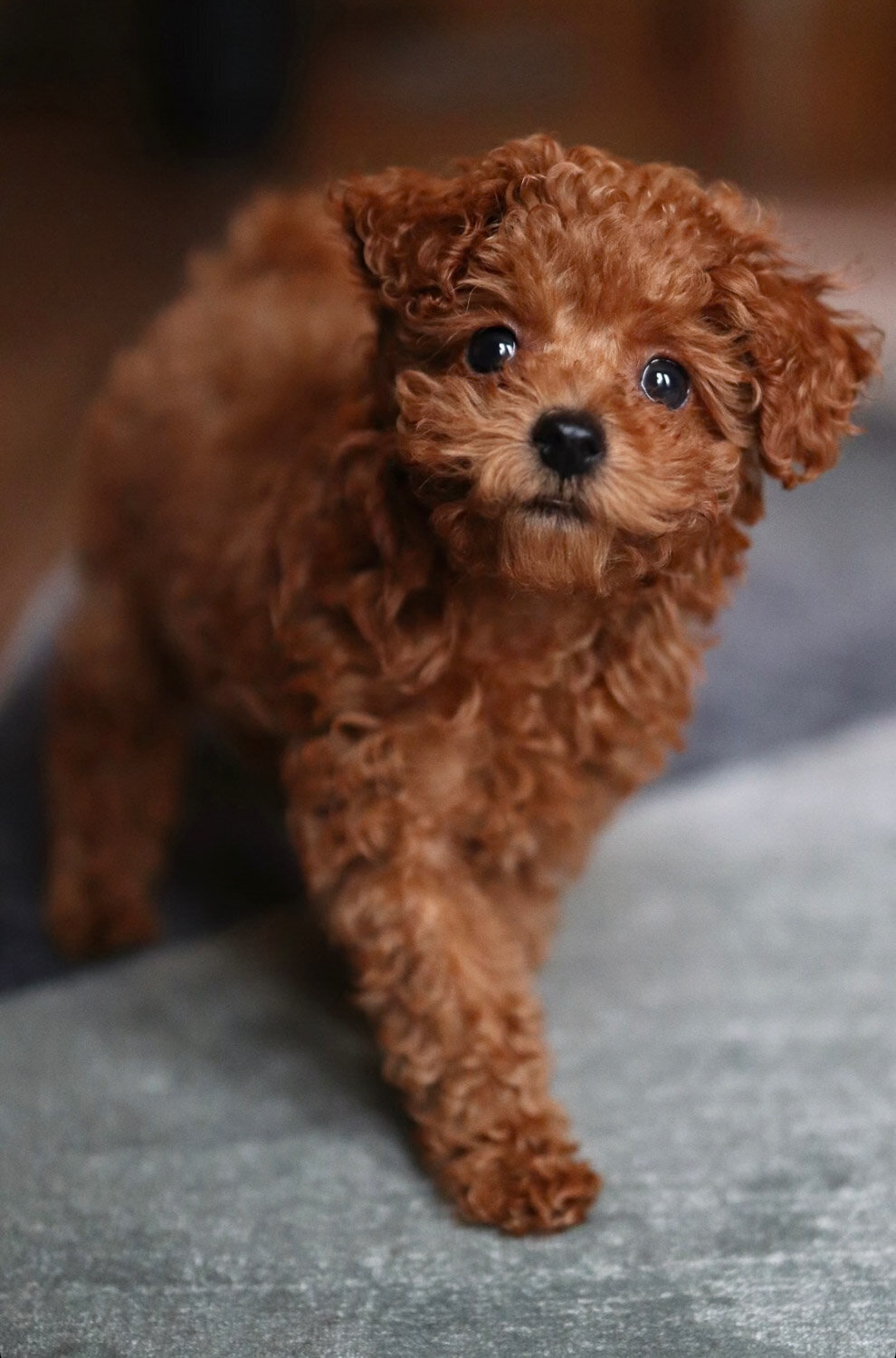 Heavenly Puppies to Love Cavapoo, Cockapoo, and Maltipoo Puppies Photo Sep 08 2025, 5 37 26 PM (3)383