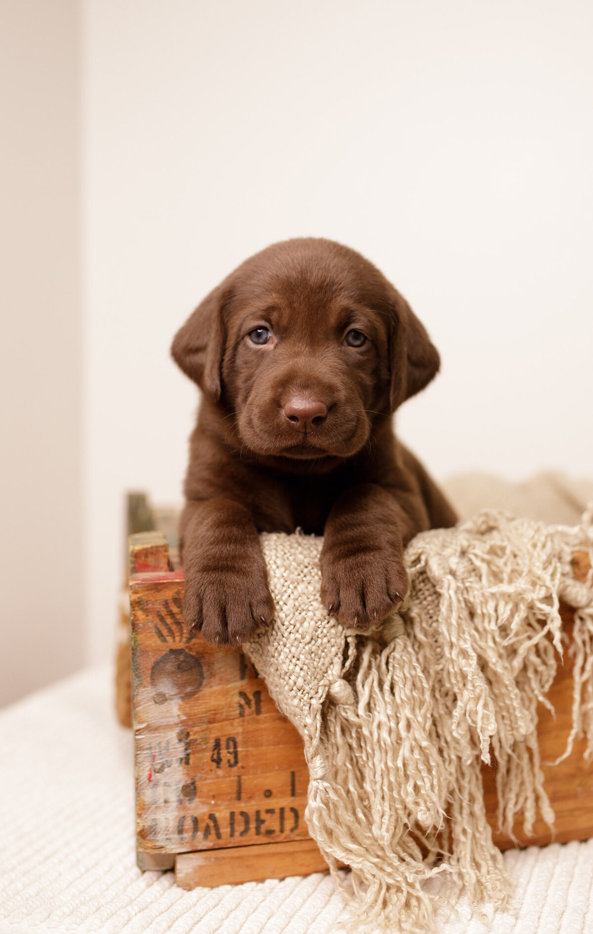 Labrador Puppy in Basket