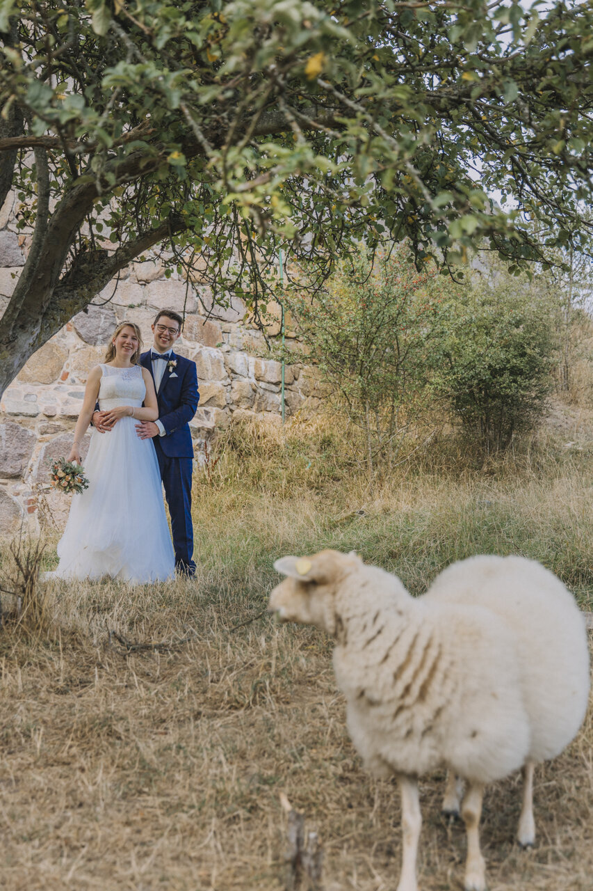 A couple looking at sheep during their all inclusive elopement abroad