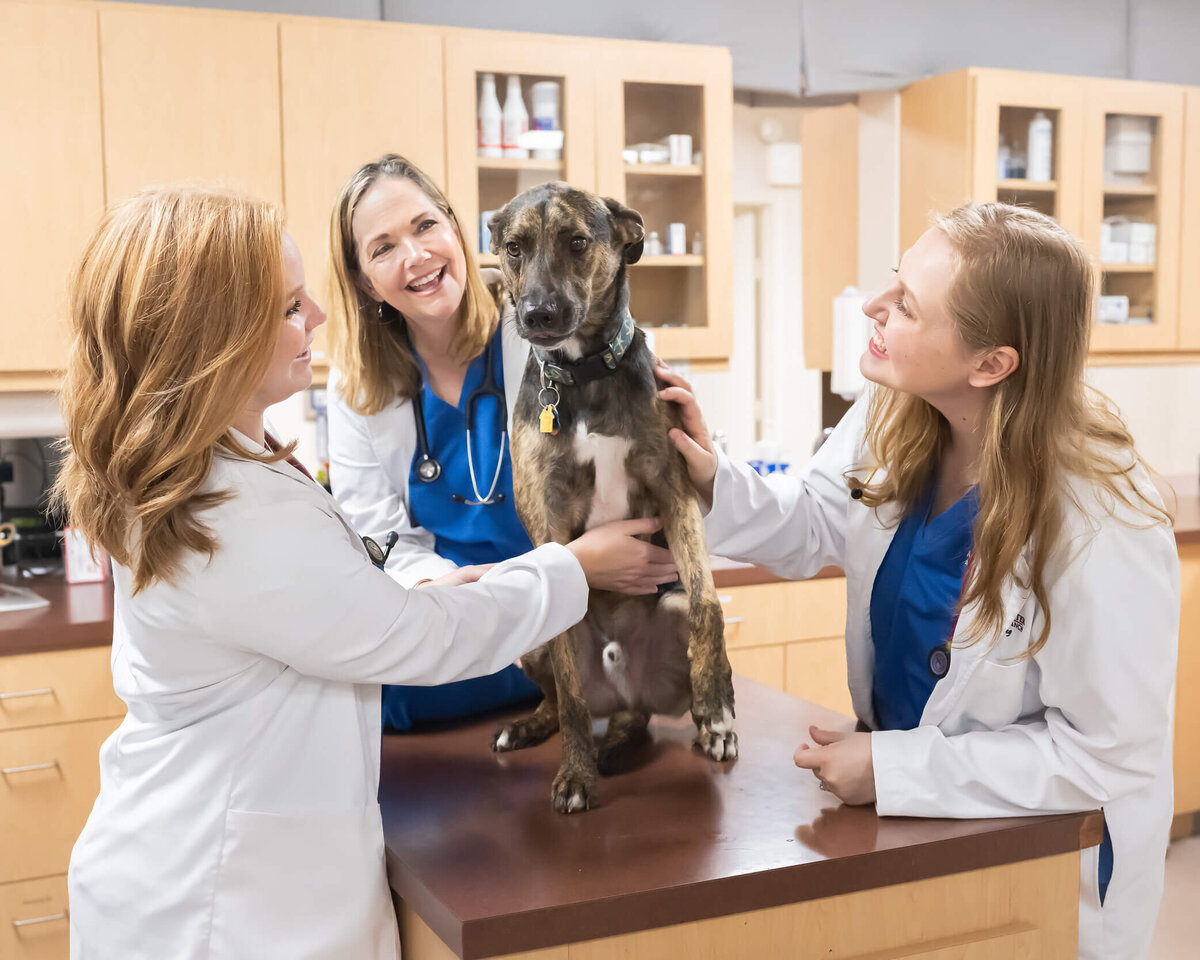 Three vets in the practice fawning over an adorable dog on the exam table