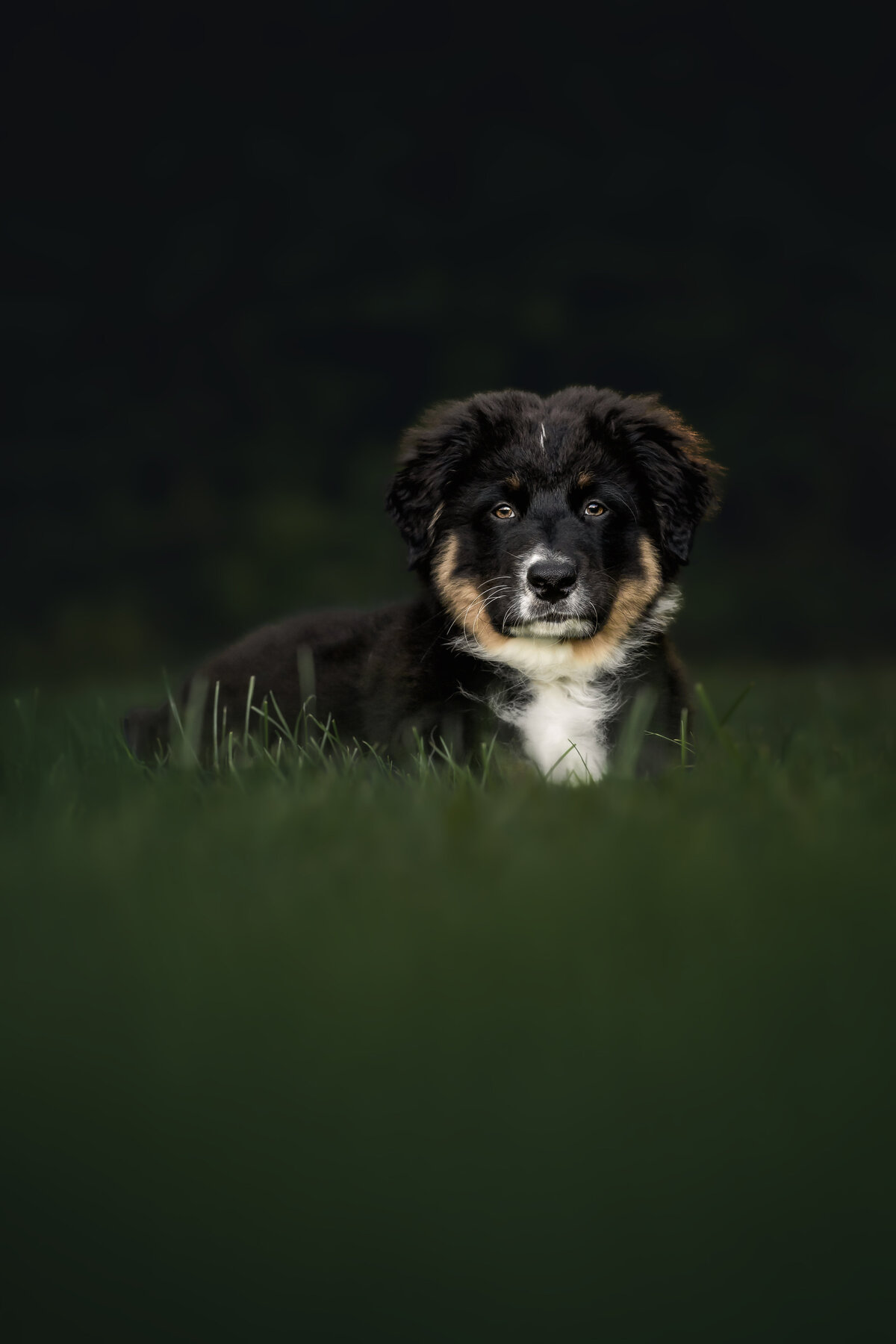 Deij Fotografie| Honden & Paardenshoot-Vrouwenpolder| Bohdi-03393