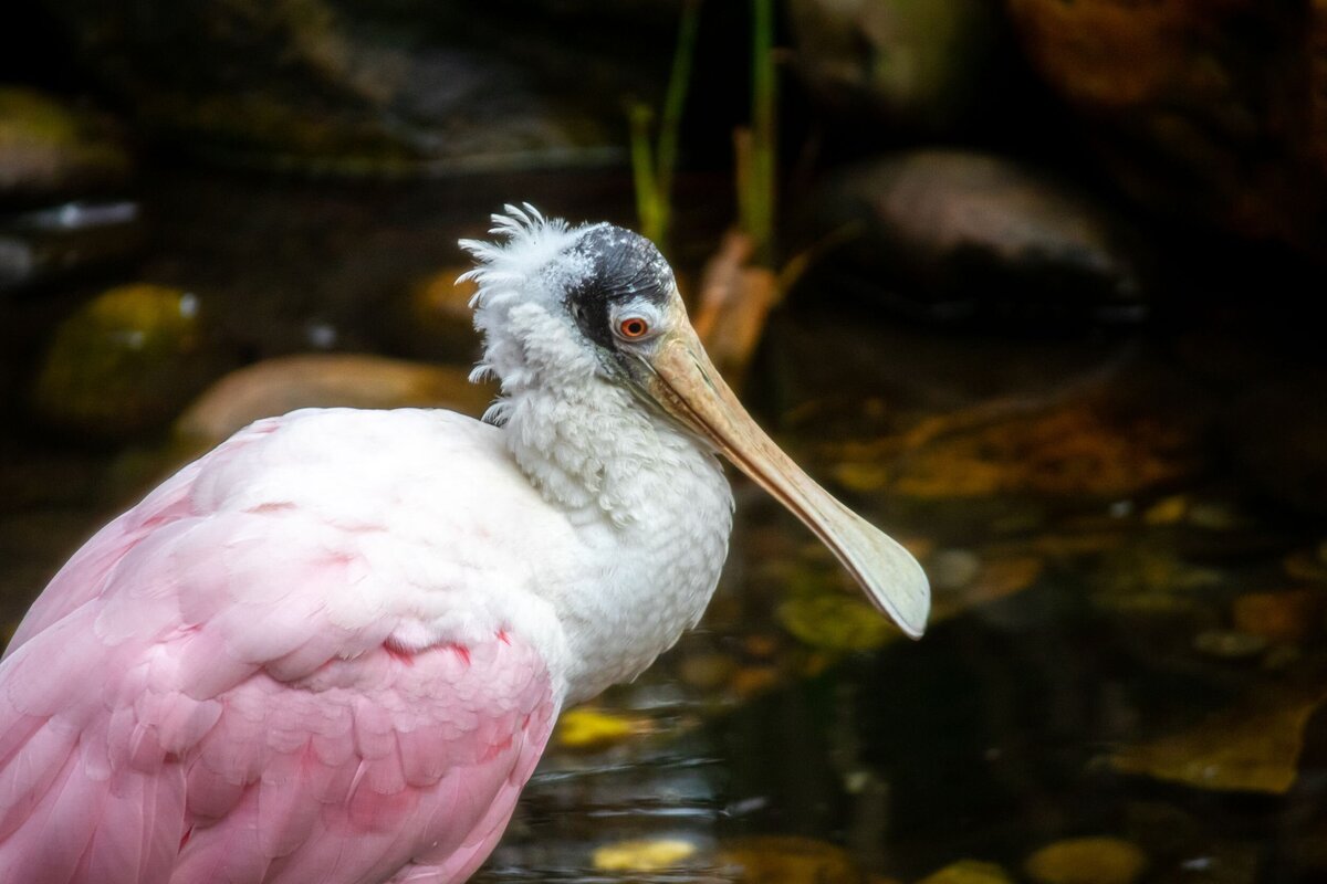Spoonbill-ea0d5a23-2500