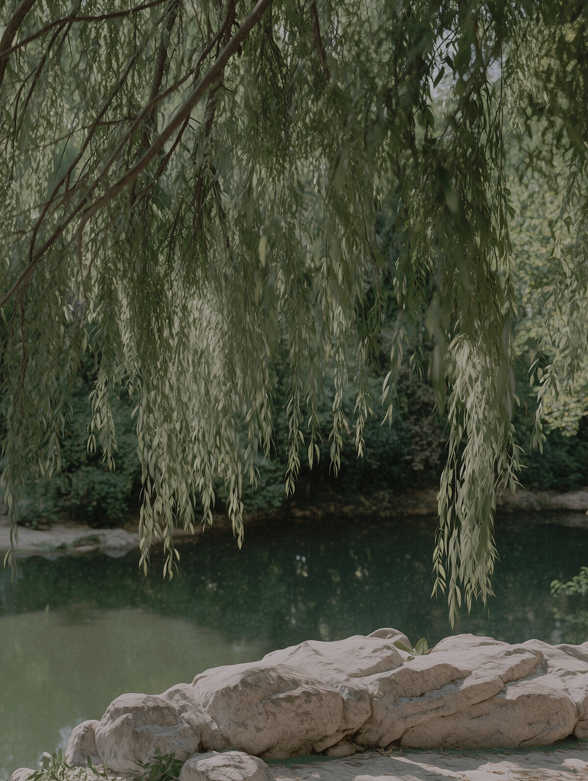 Willow