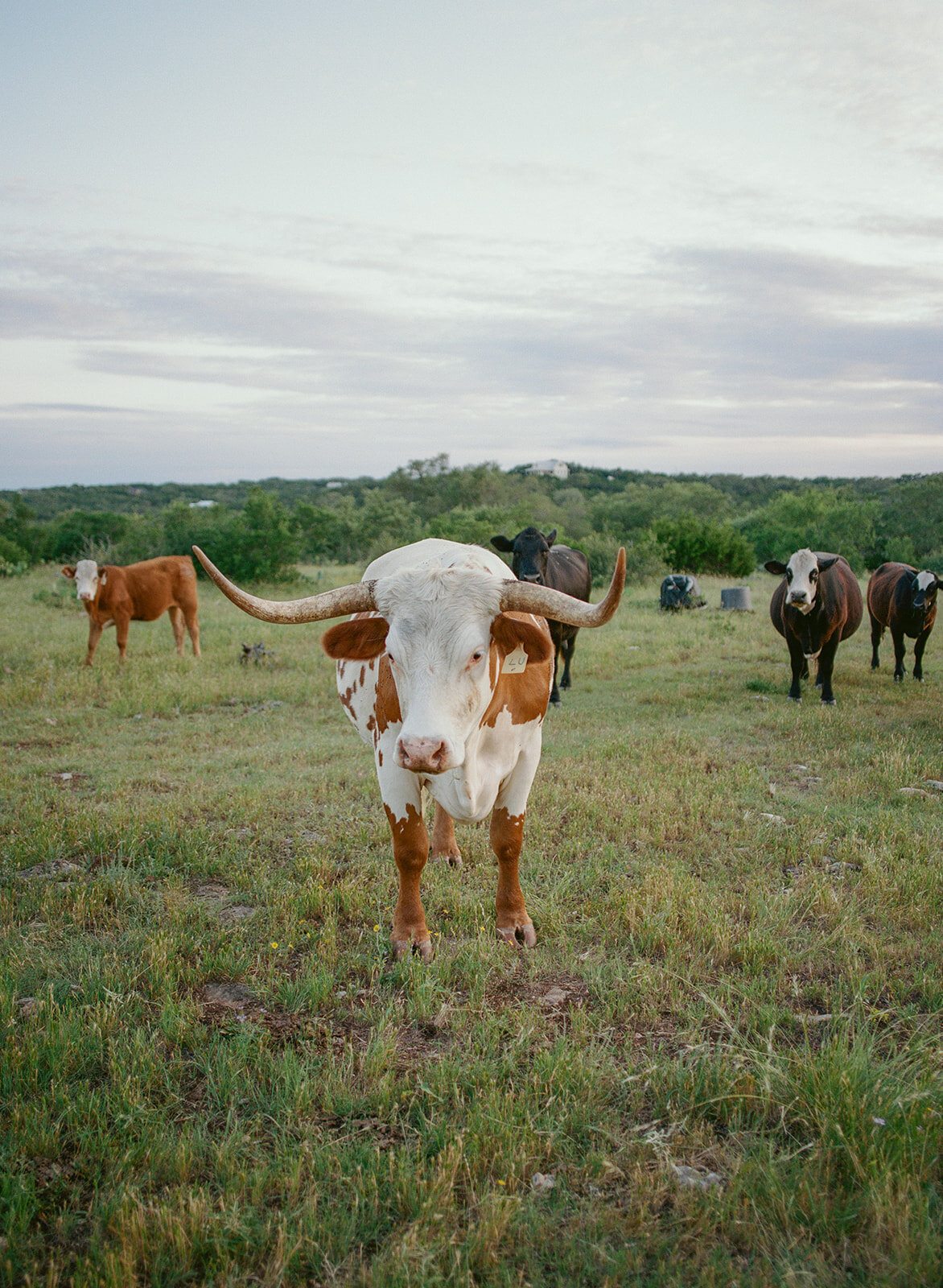 Luxury_Wedding_Photographer_Texas_Erin_Marcin_Photography_Film-154