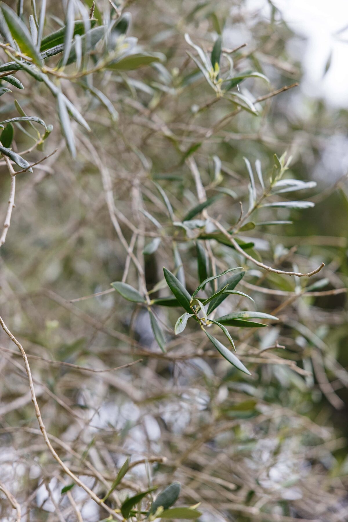 dharma-door-olive-grove-editorial-photo-auckland-020