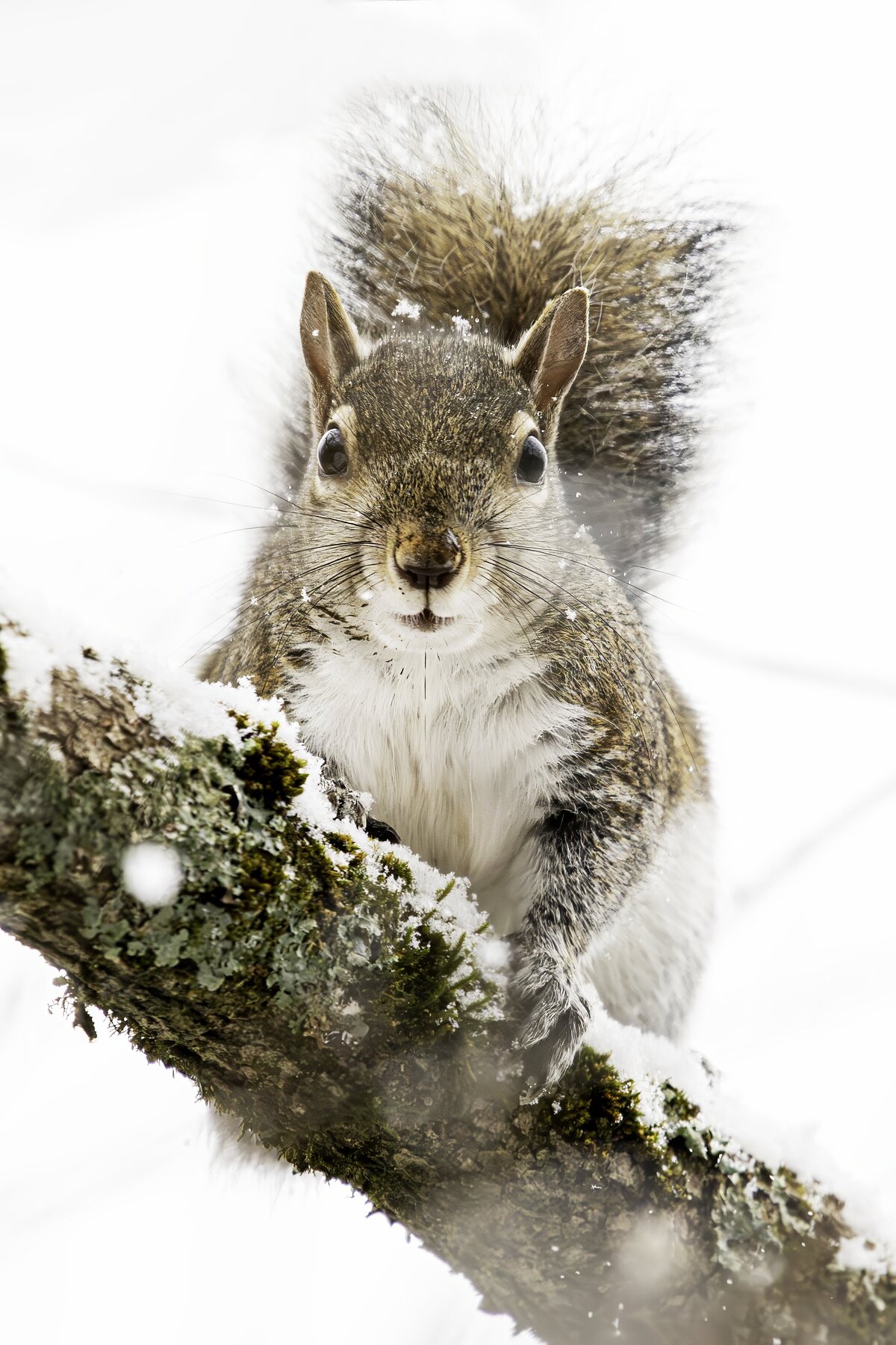 Squirrel in Snow by Michael Kaal Photography 