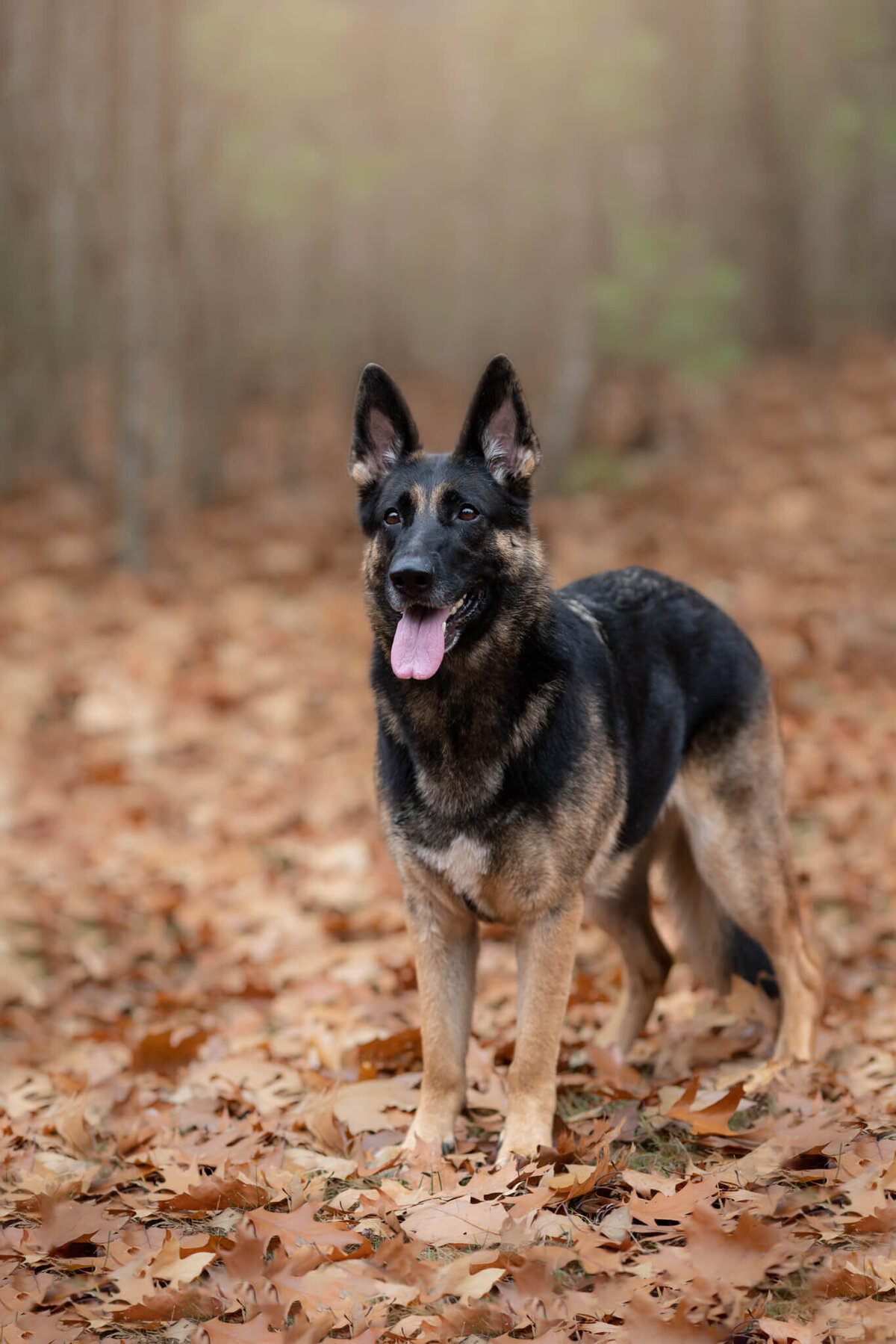 Female black and tan German Shepard standing in a forest