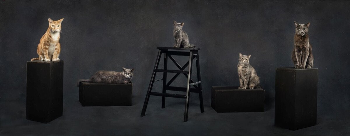 lilla-bordas-portraits-tampa-CAT-photographer1239