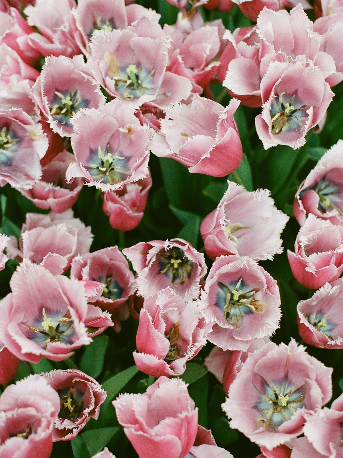 Filoli Editorial-Liz Andolina Photography-0001