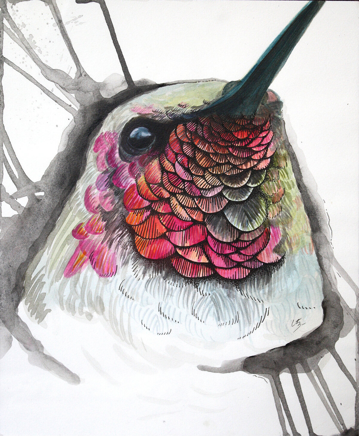 CCC_Murmure_Trochilidae