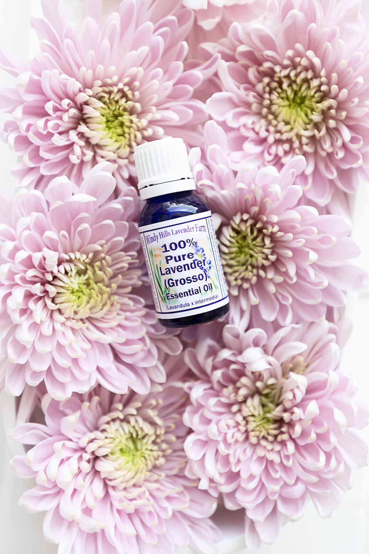 Vial of lavender essential oil on pink daisies
