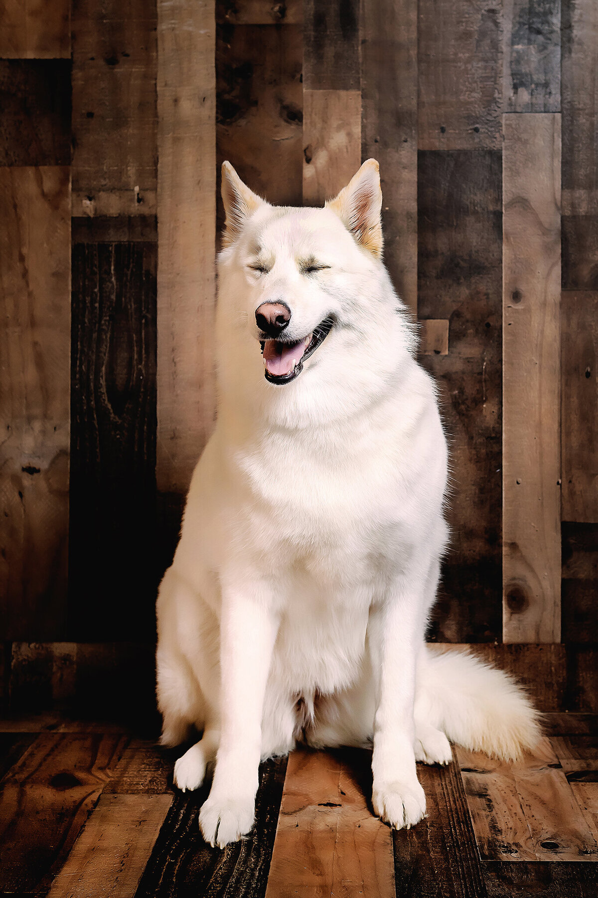 New Orleans Pet Photographer 69