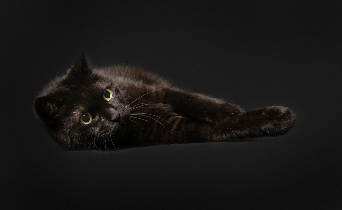 lilla-bordas-portraits-tampa-CAT-photographer1184