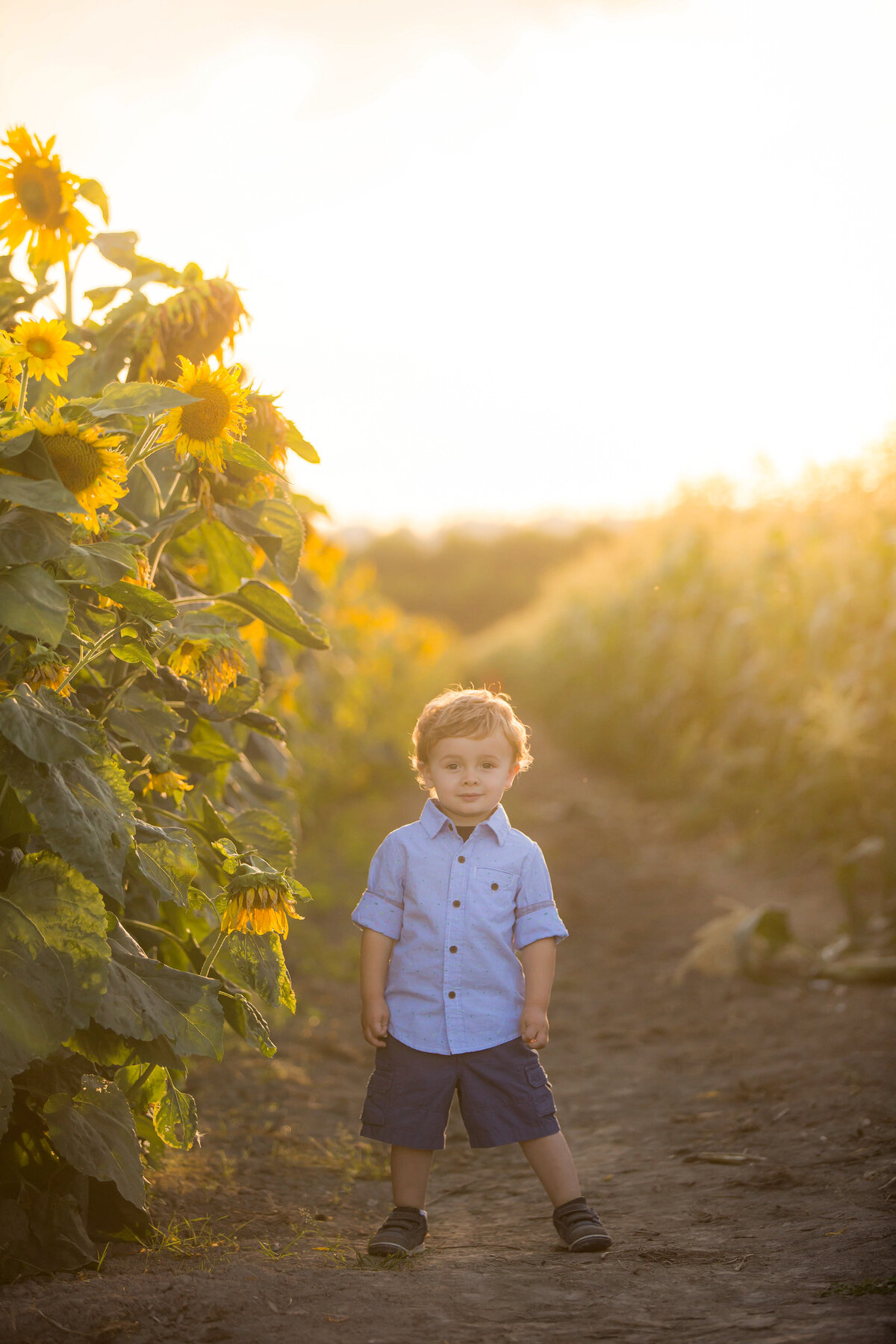 Adorable little boy in Snohomish Sunflower field