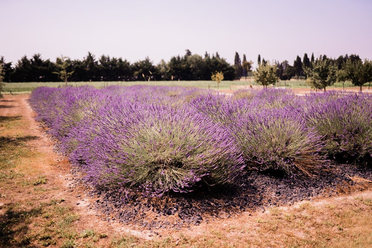 wedding, le 7 mas provencal, saint andiol, provence, summer, photographer, avignon, saint rémy de provence