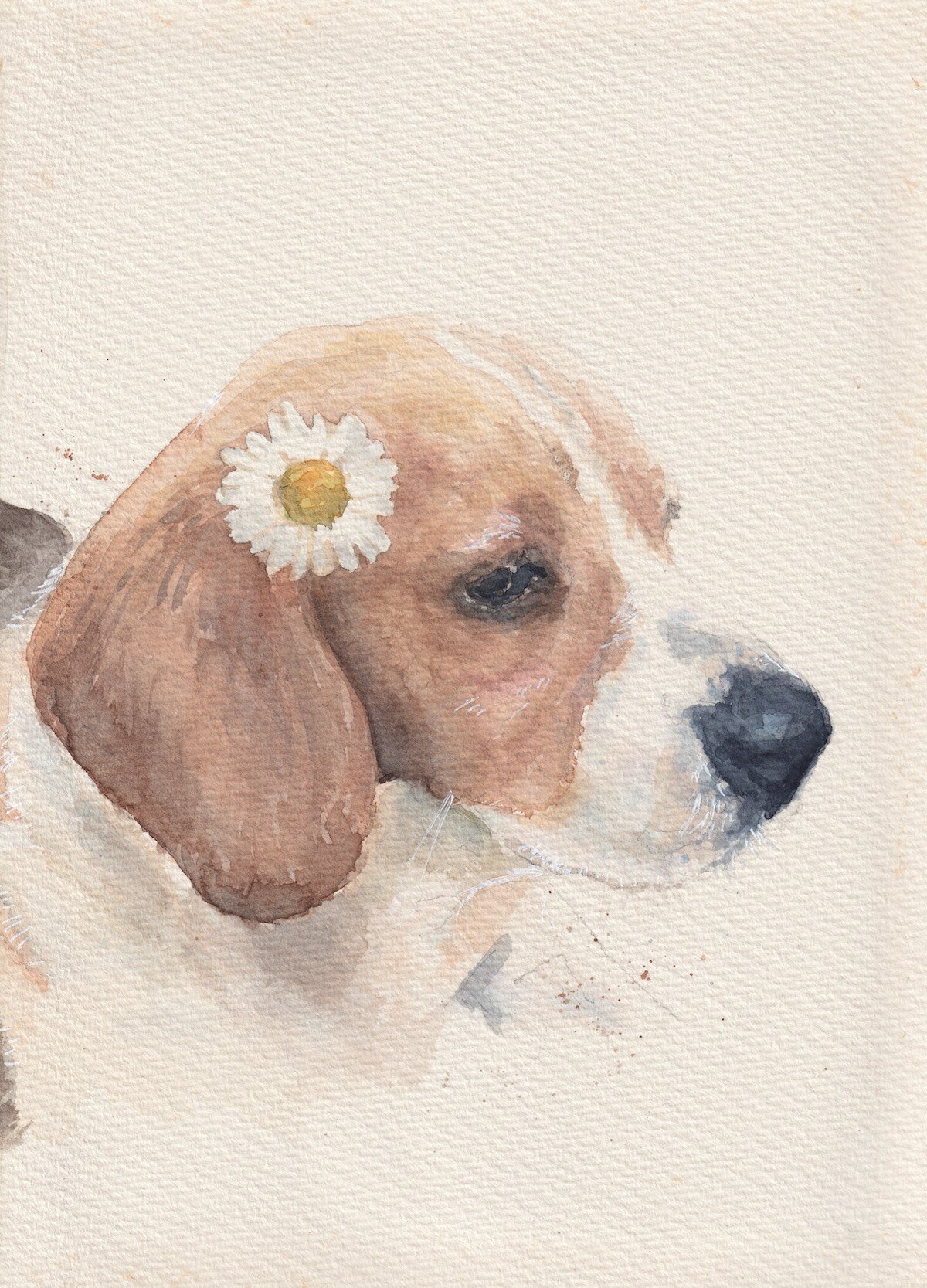 Portret van hond