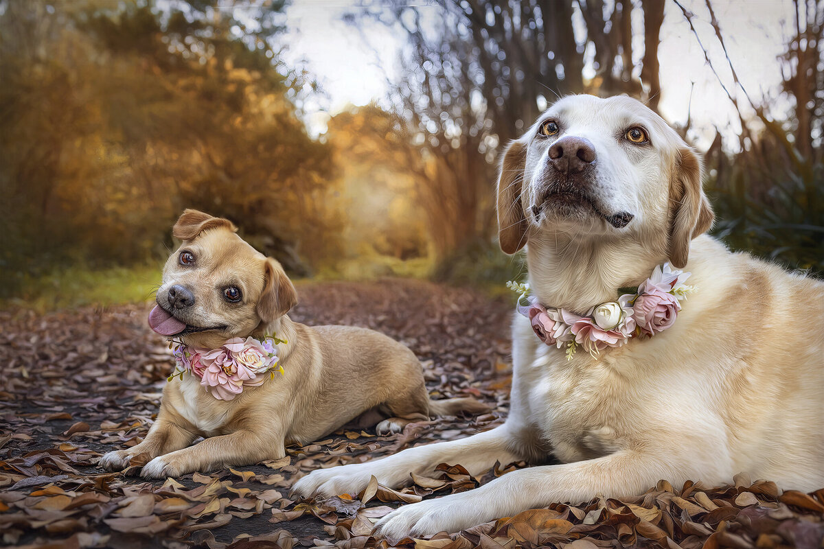Heart_Dogs_Photography_by_Kelly_Munce (21)