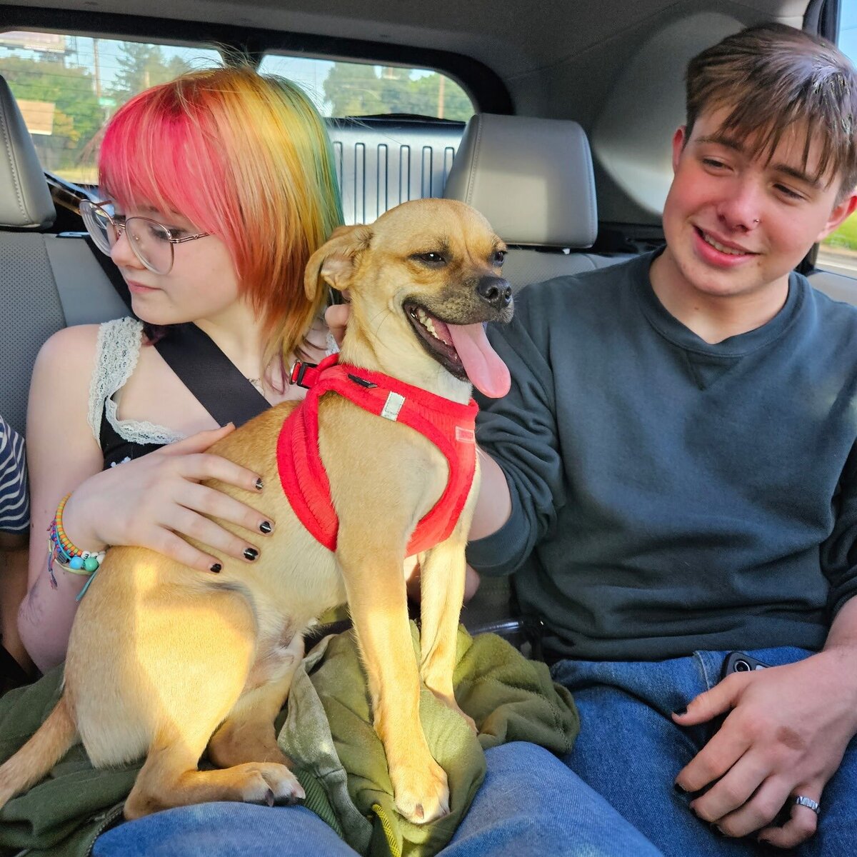 GordoAdopt