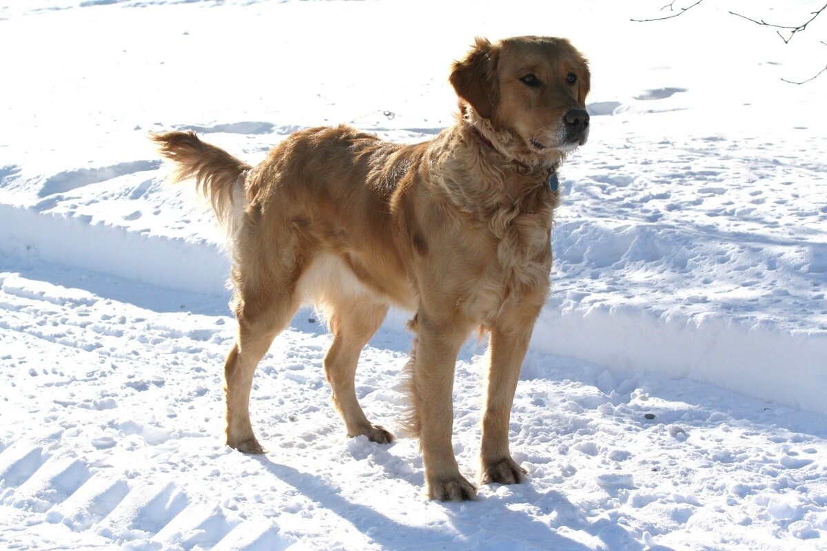 Appelgate-golden-retriever-puppies-Mae-11