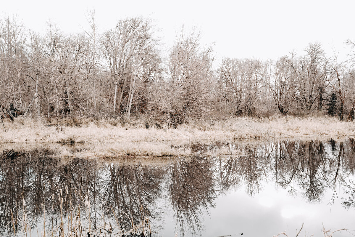 Discovery Grove Learning Co feature image of a grove of trees along the wetland habitat waterline.